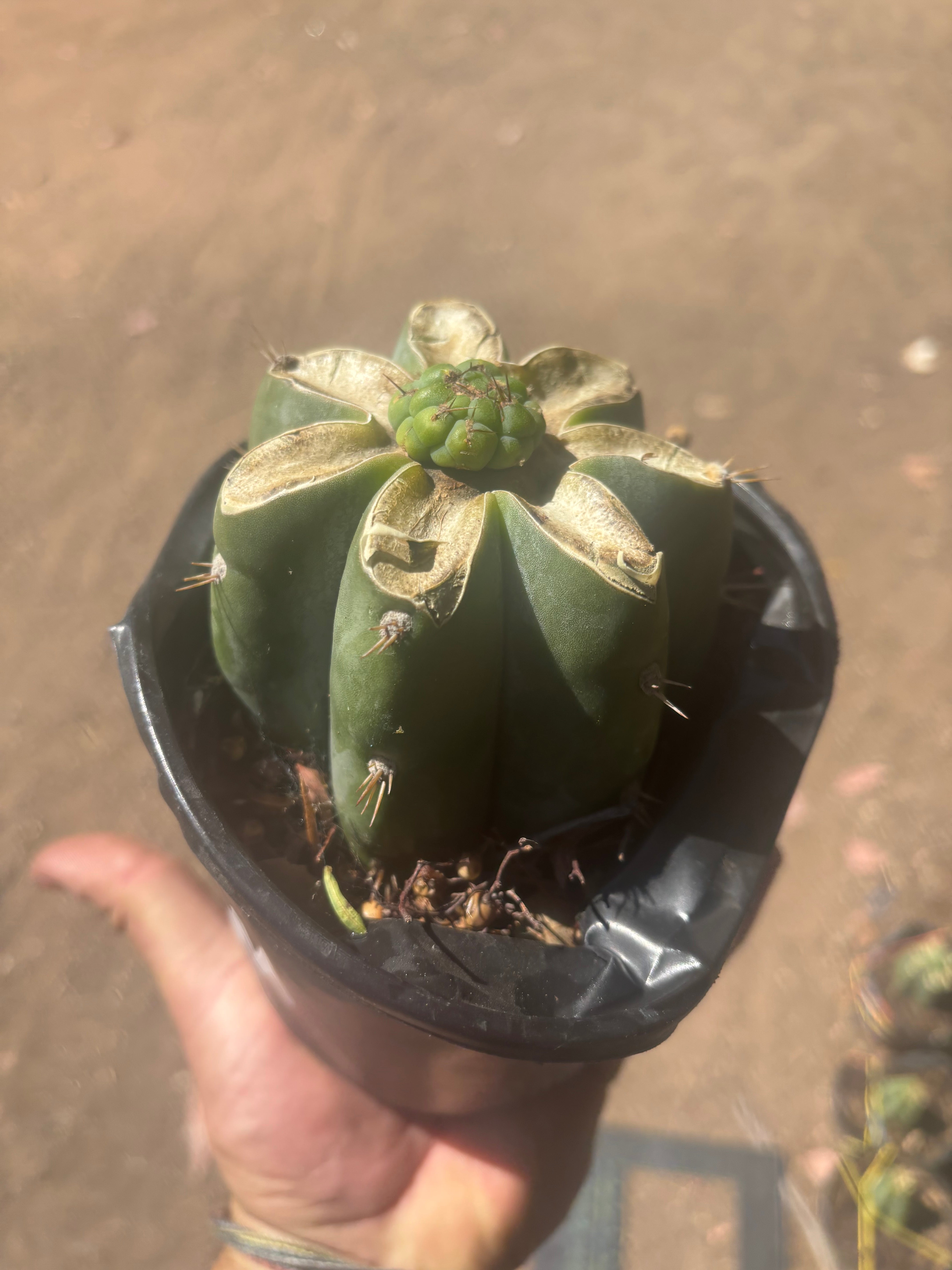 💎🌶️🌶️ NOM — Pup Graft On Rooted Shine01