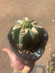 💎🌶️🌶️ NOM — Pup Graft On Rooted Shine01