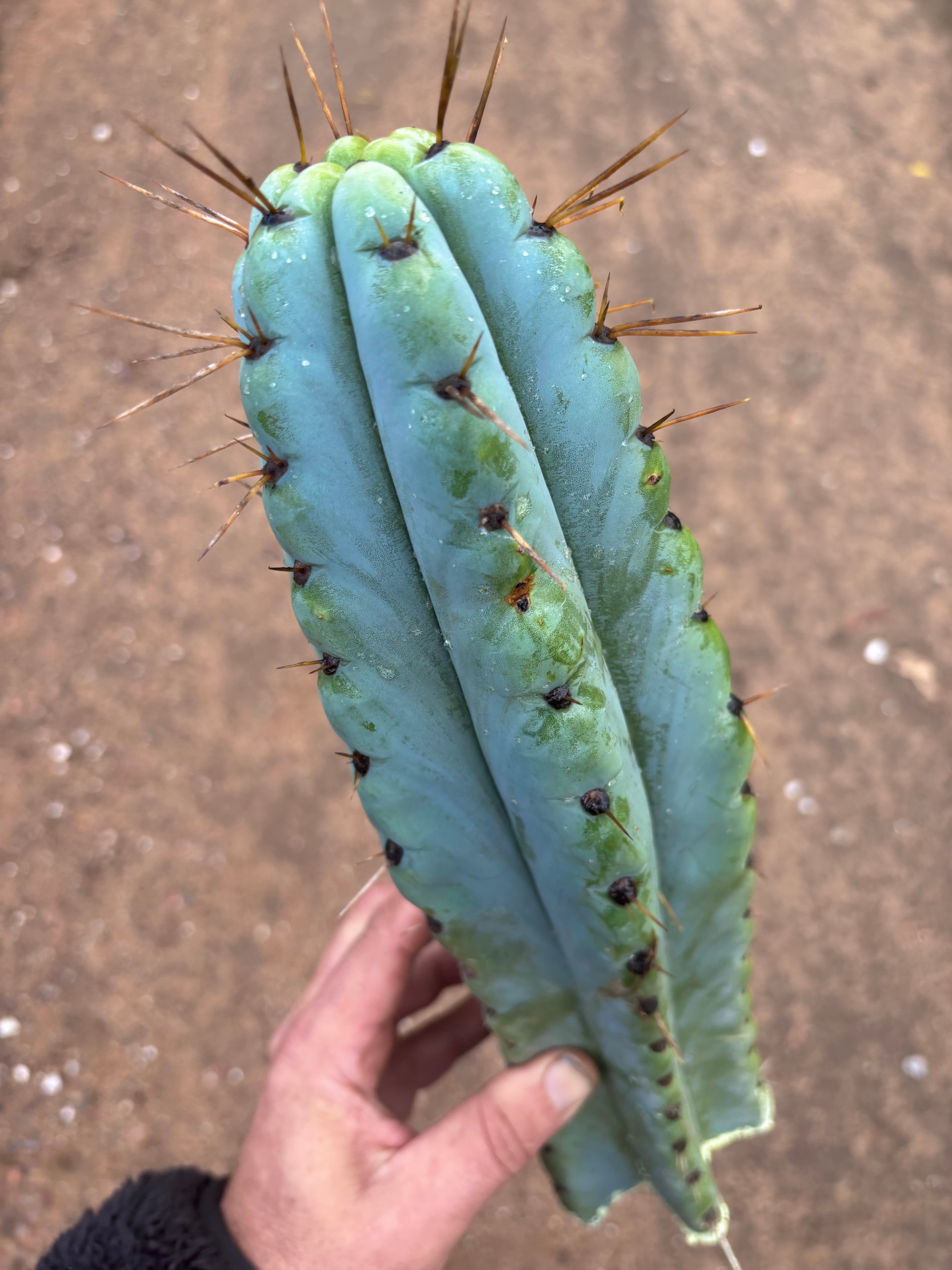 💎🌶️ Noid of the Moment — XL 14” Tip