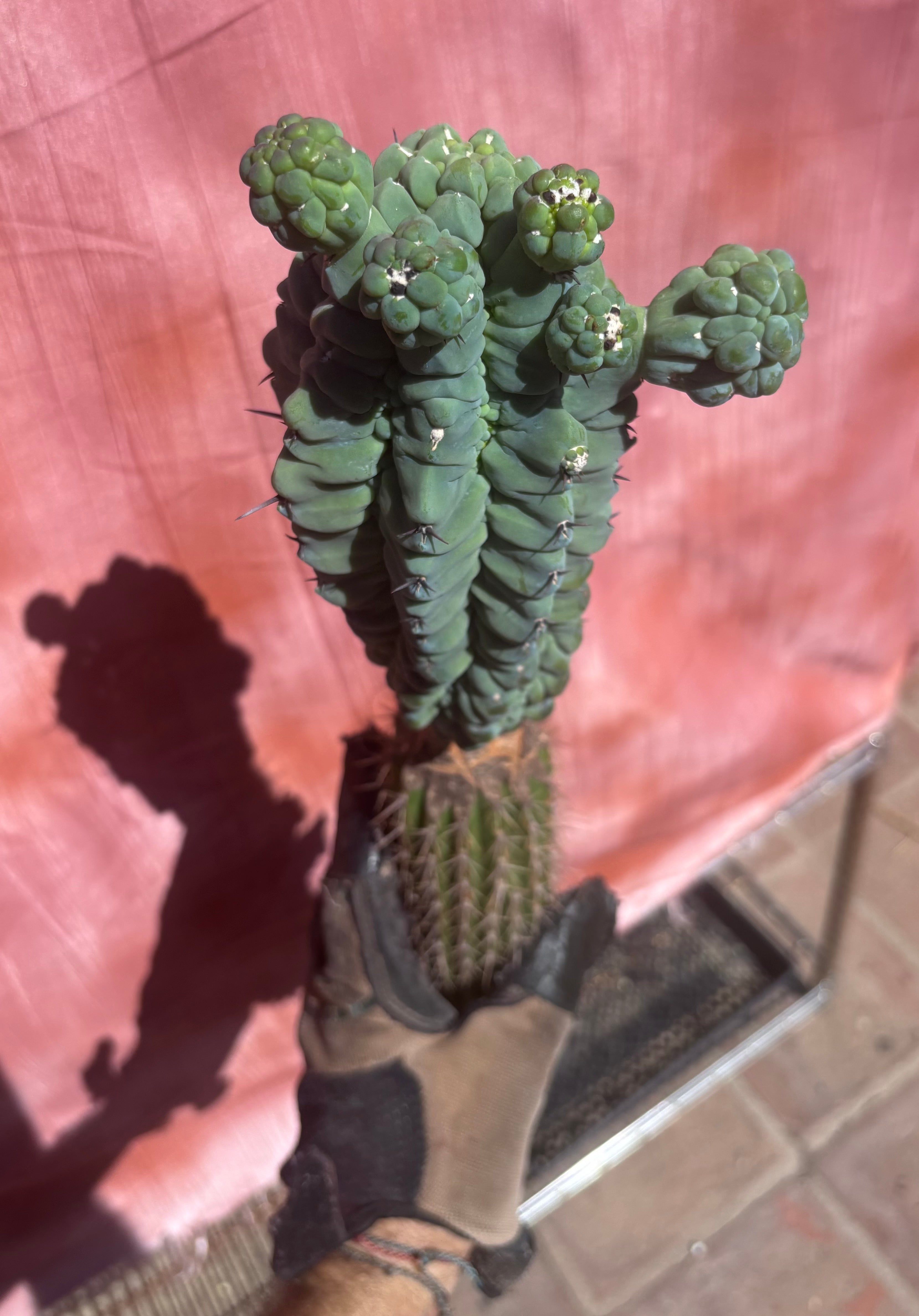 👑💎 Glorp — XL Graft with 5 Pups