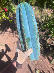 💎👑💎 Rimac — *Unreal* 15” FAT Tip