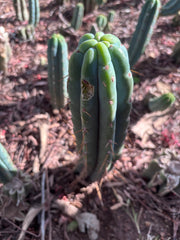 👑🌶️🌶️ Pala! — 8” Tip