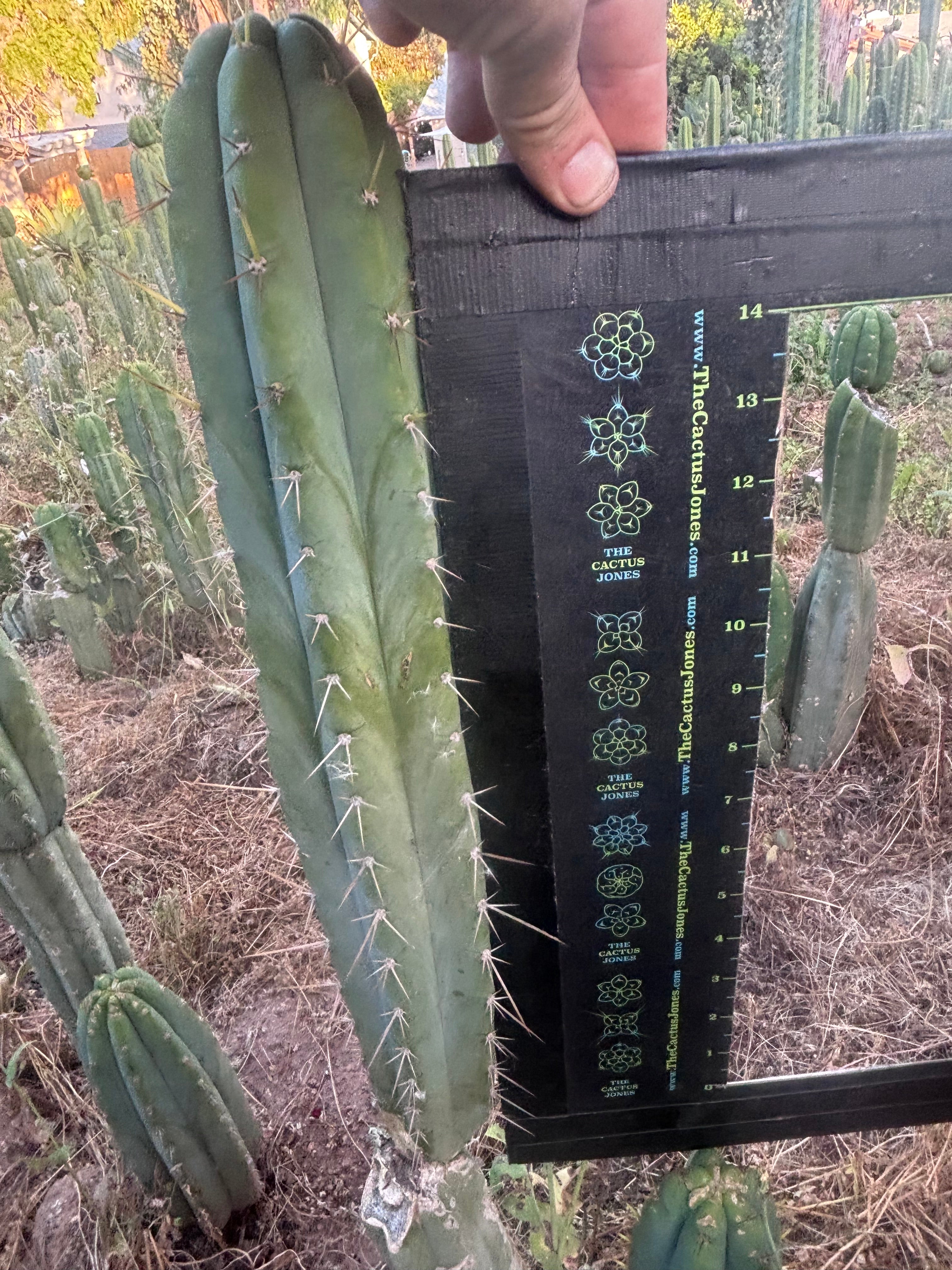 💎 SS Achuma x Colossus — XL 16” Pup