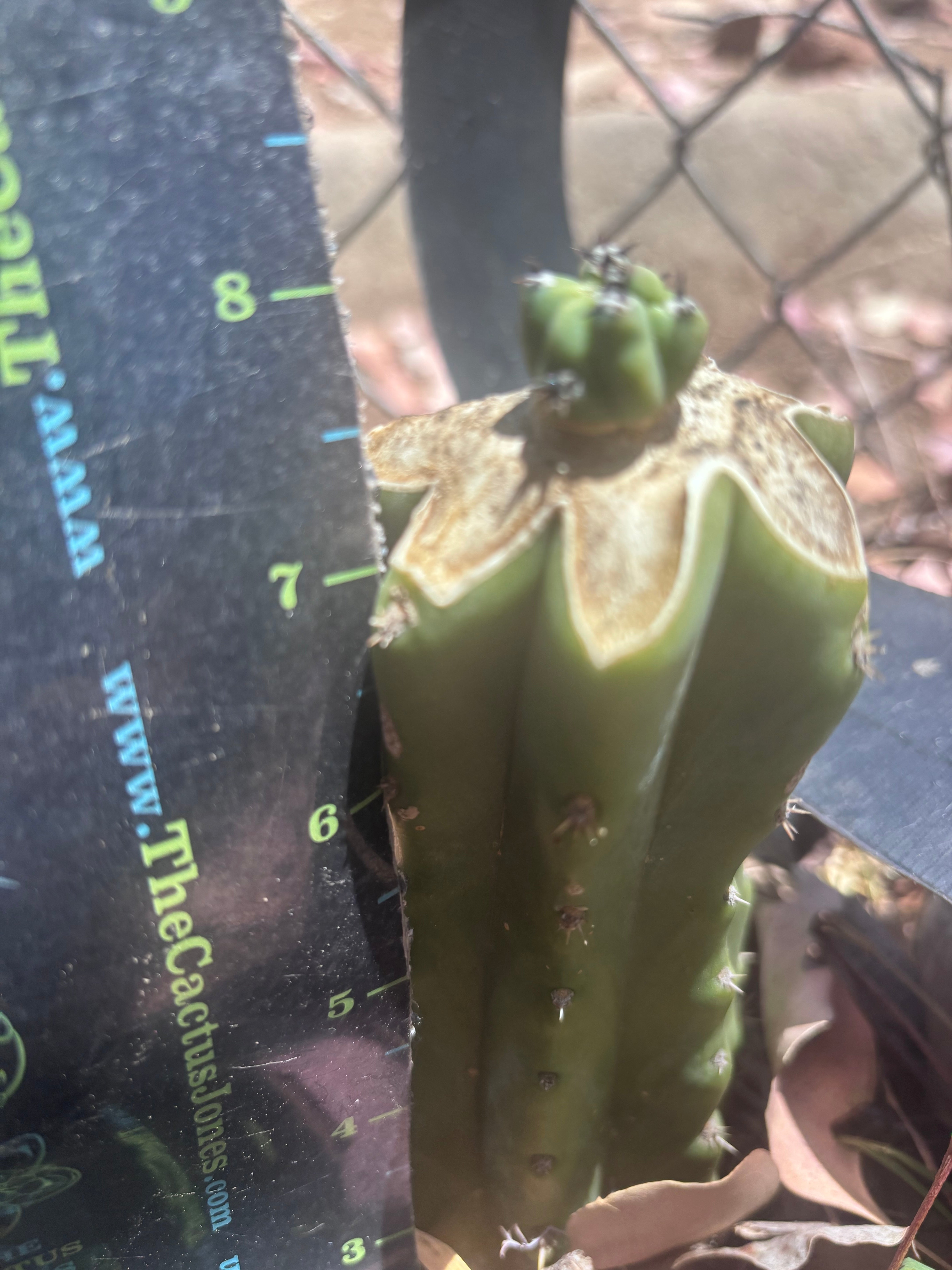 🦄 👑 M Stacker — Fully Rooted Graft