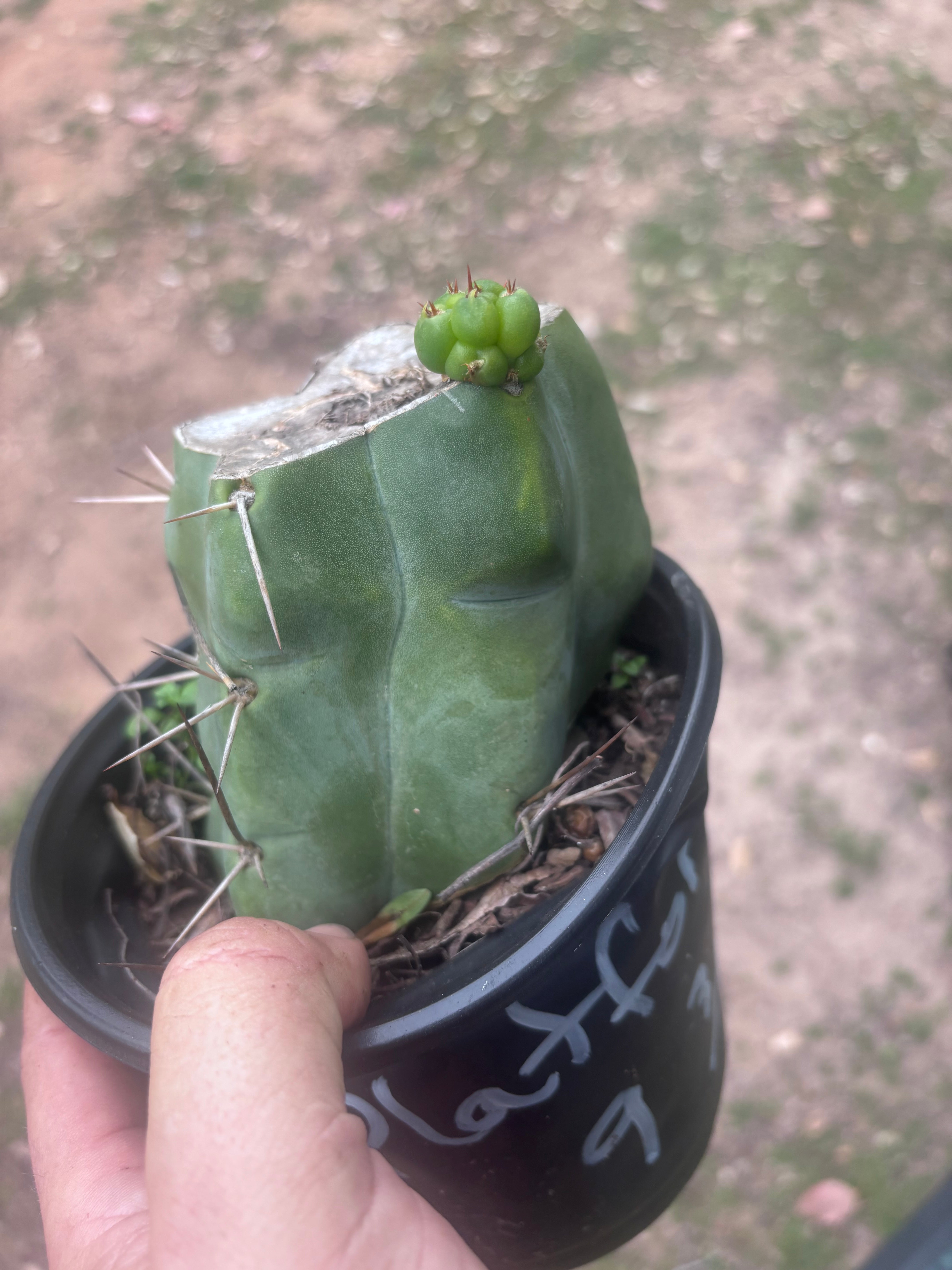 💎💎👑🌶️ Platform 9 3/4  — Rooted and Pupping Mid Chonk