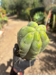 👑💎🌶️🌶️ Eileen — Max Girth 12” Tips