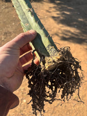 👑🌶️ BBB — Fully Rooted 14” Stump