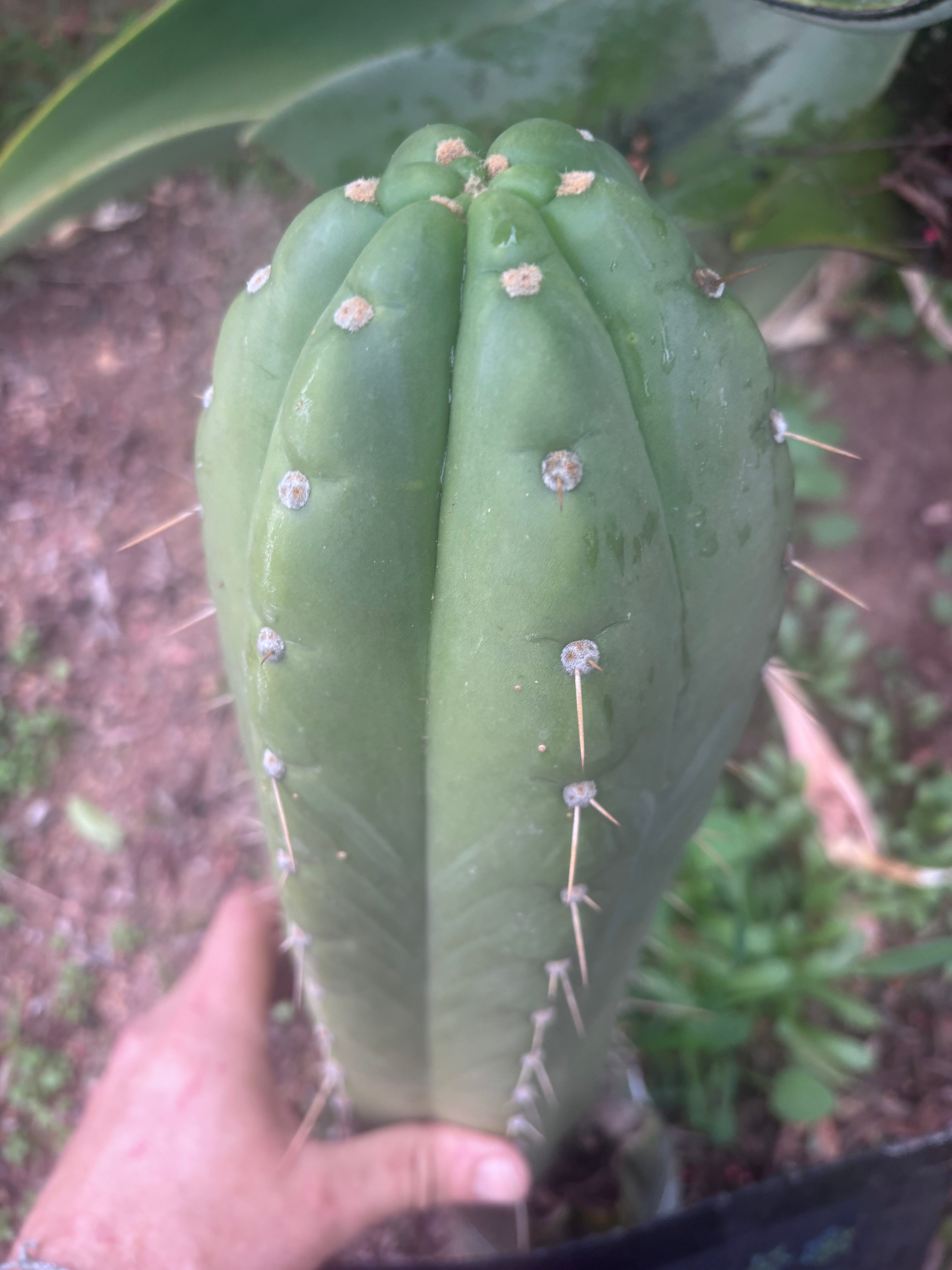 💎👑🌶️ Maranonensis — GIRTHY 10” Tip