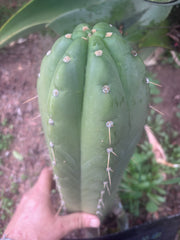 💎👑🌶️ Maranonensis — GIRTHY 10” Tip