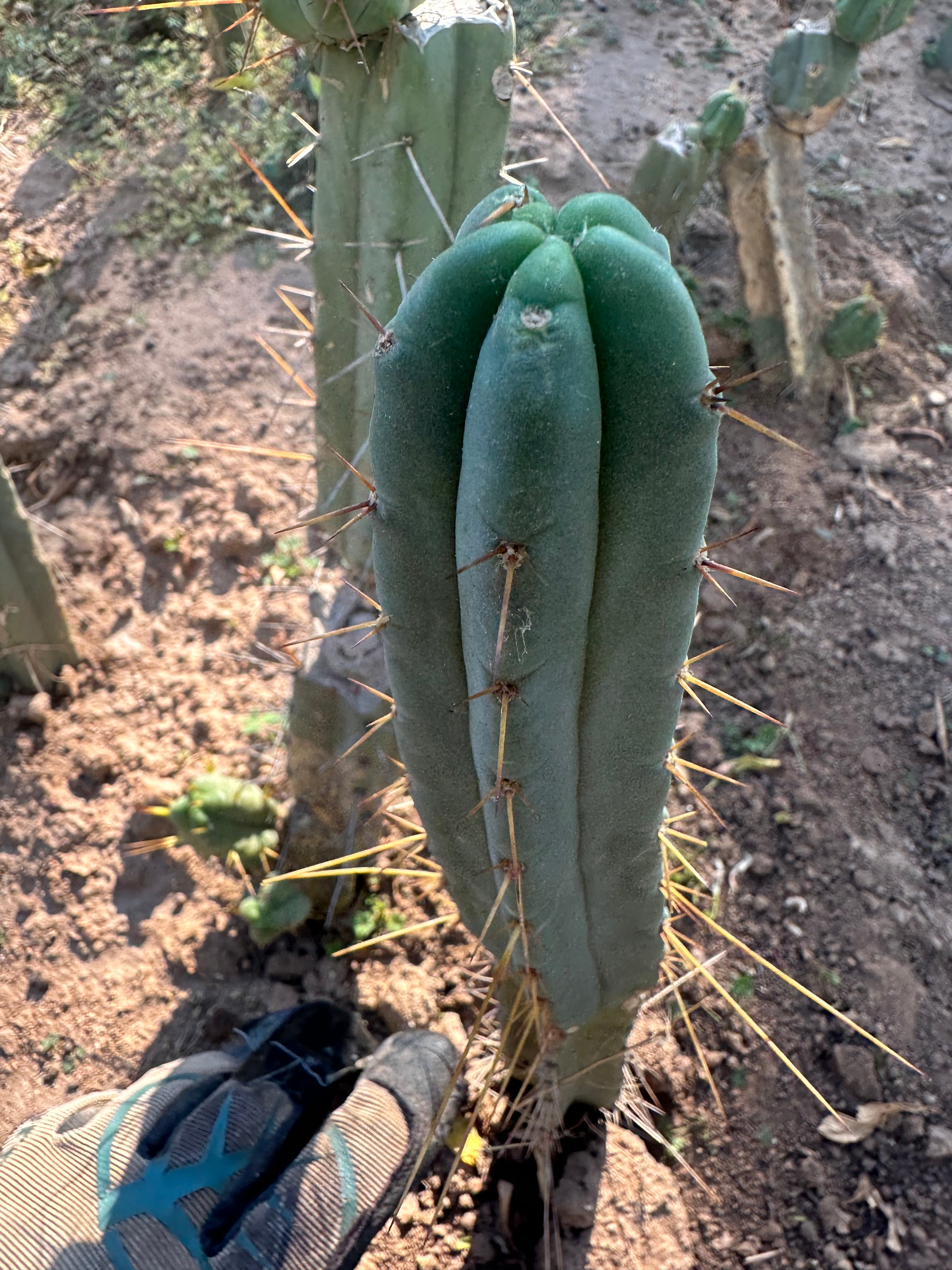 👑🌶️🌶️ Dulzura — 10” Tips (Restocked)