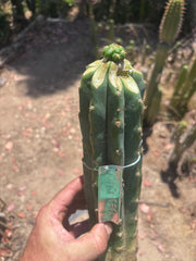 💎👑💎🌶️ CareBear — Fat Rooted Graft