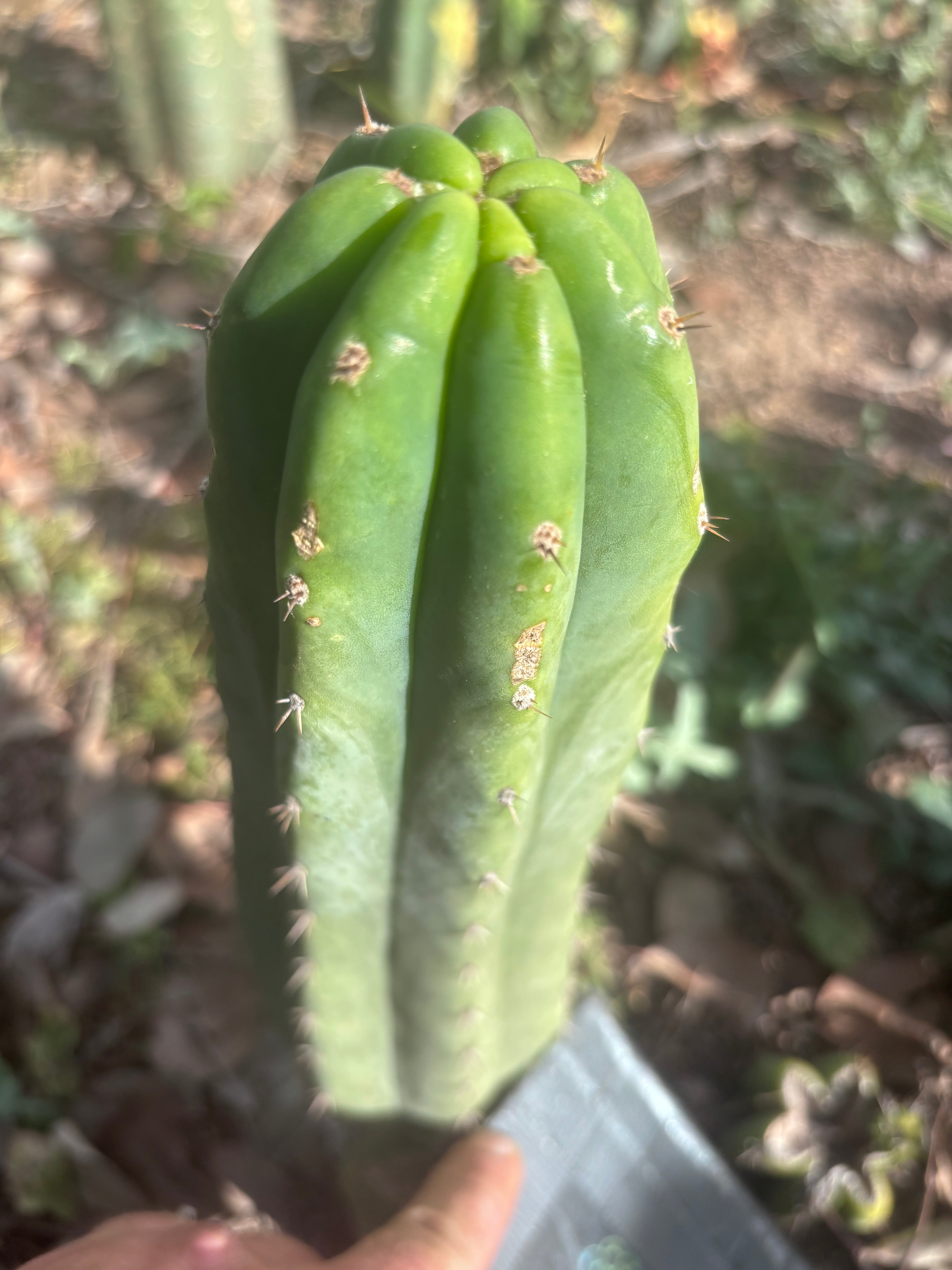 👑🌶️🌶️ Landfill — 10” Pup