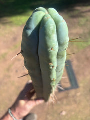 👑🌶️ Hammer2 — XXL 20” Tip