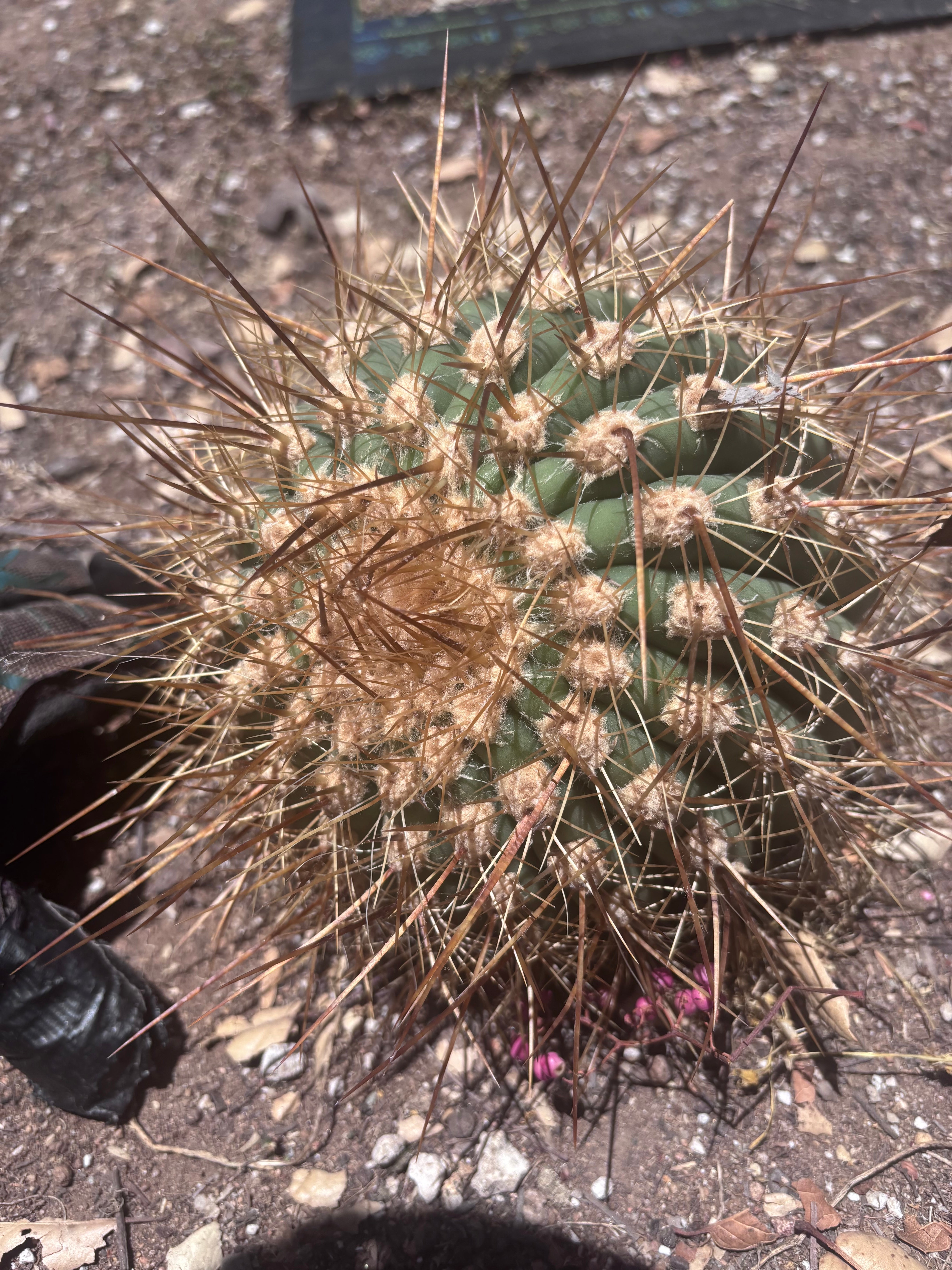 💎 T. Atacamensis — Small Pup