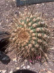 💎 T. Atacamensis — Small Pup