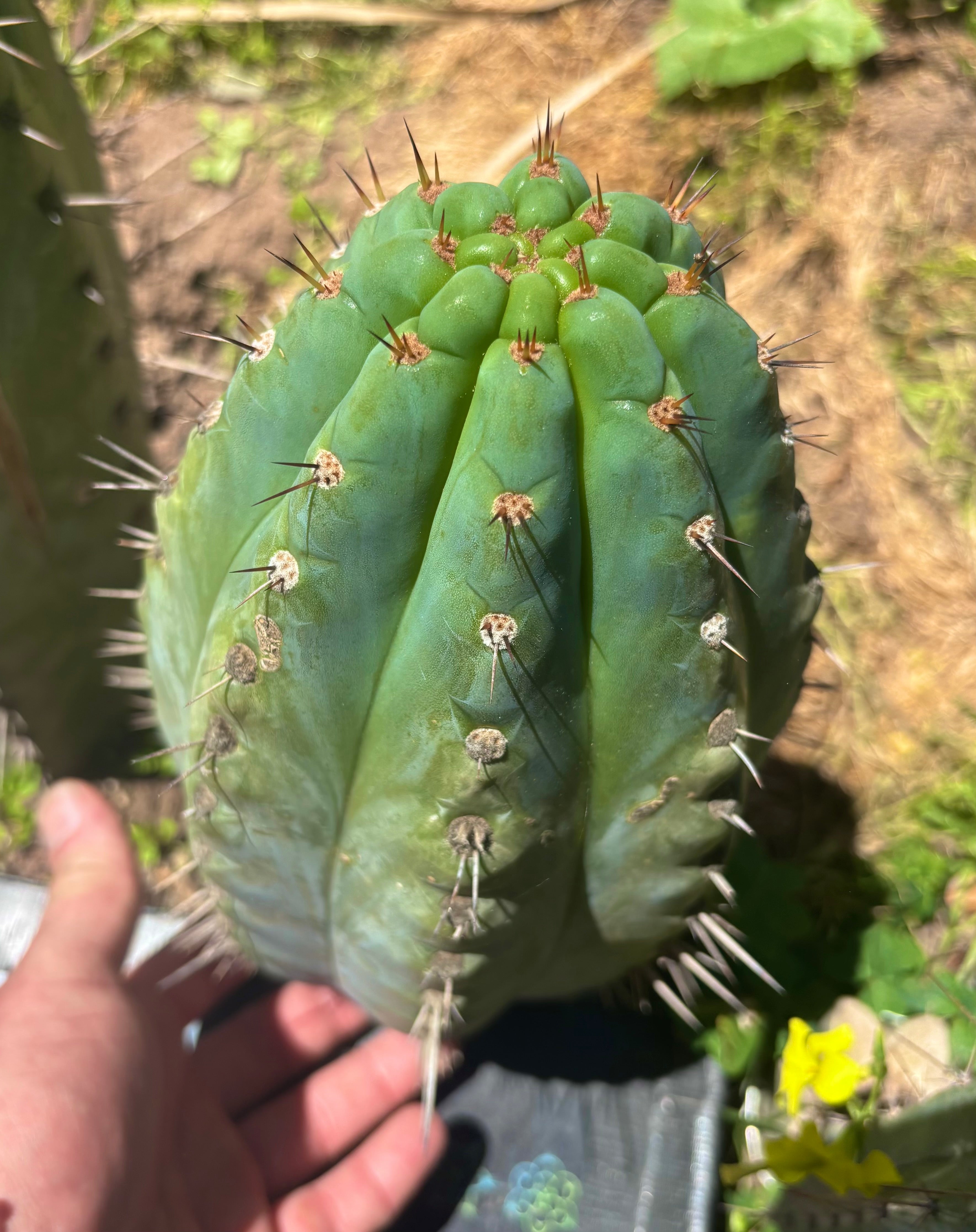 💎👑💎 Papa Smurf — Massive 11” Notch Melon