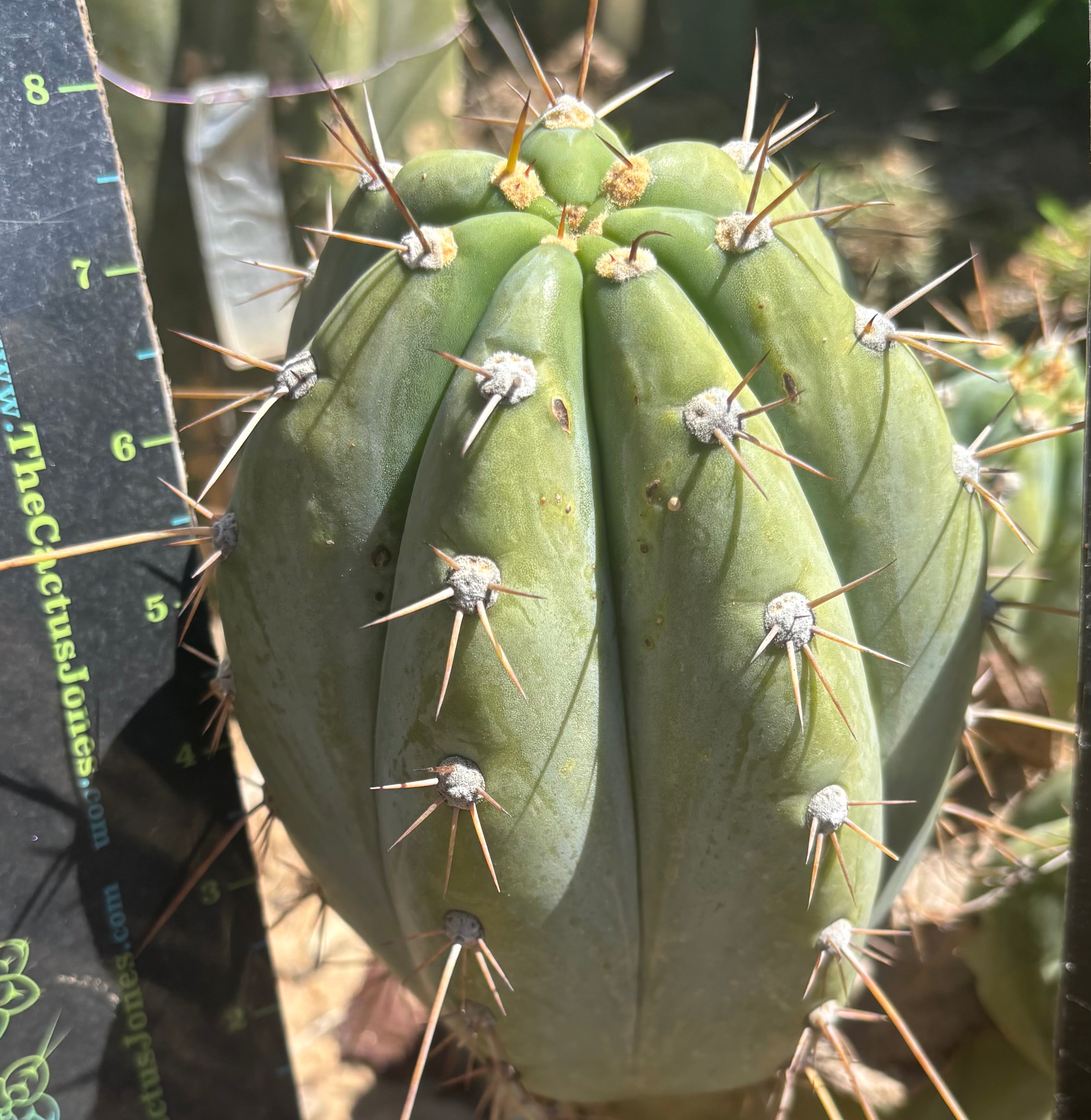 👑🌶️ CGG —  Melon Pup