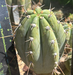 👑🌶️ CGG —  Melon Pup