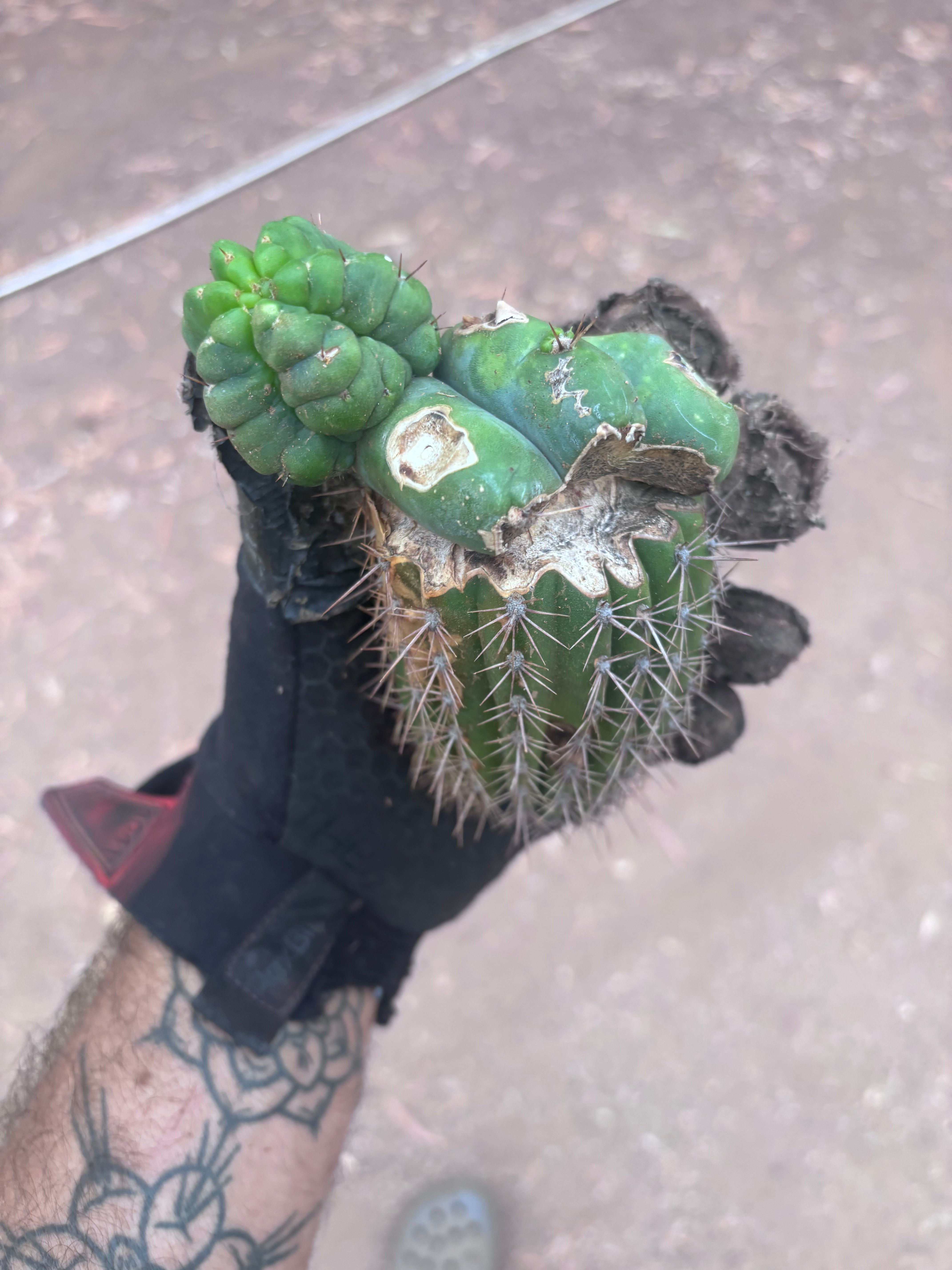 💎👑💎 Havran — Pupping Graft Grenade