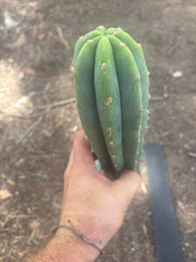 👑🌶️🌶️ Landfill — 11” Tip