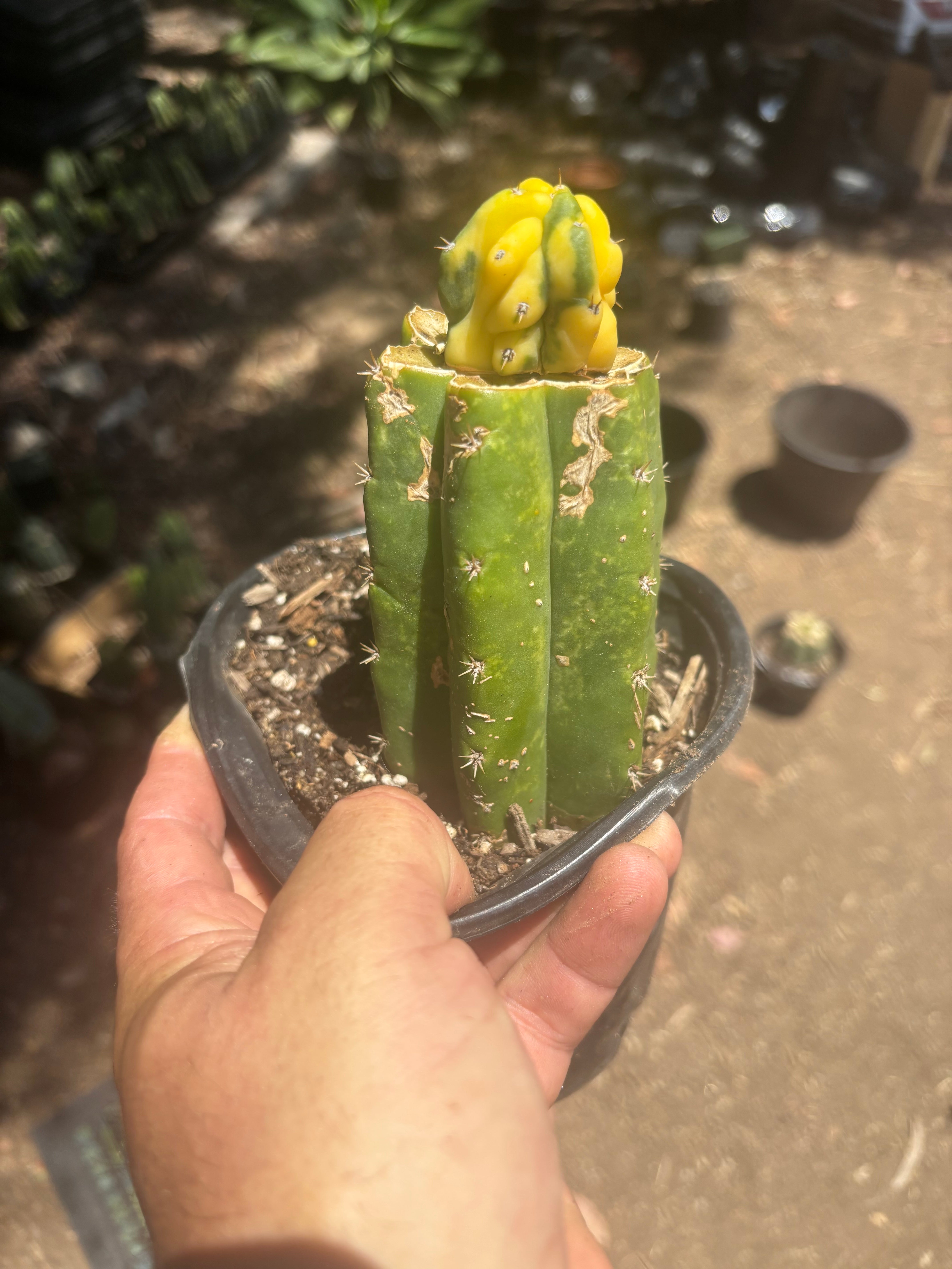 💎👑 Dr Funkenstein — Tip Graft