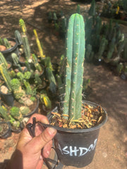 👑🌶️  Ashdod — Rooted 12” Tip