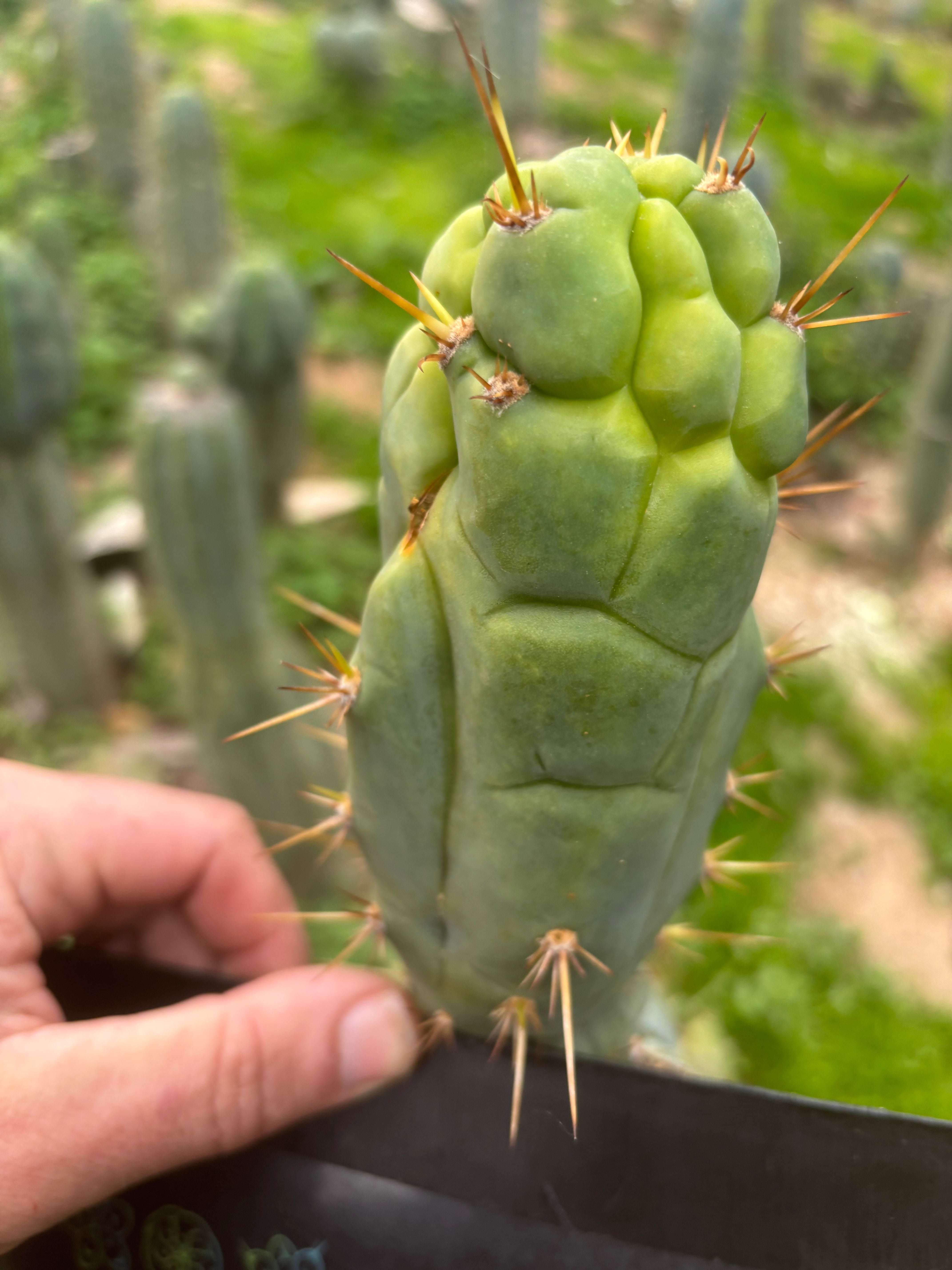 💎👑 Bruce’s Dragon — 6” Pup