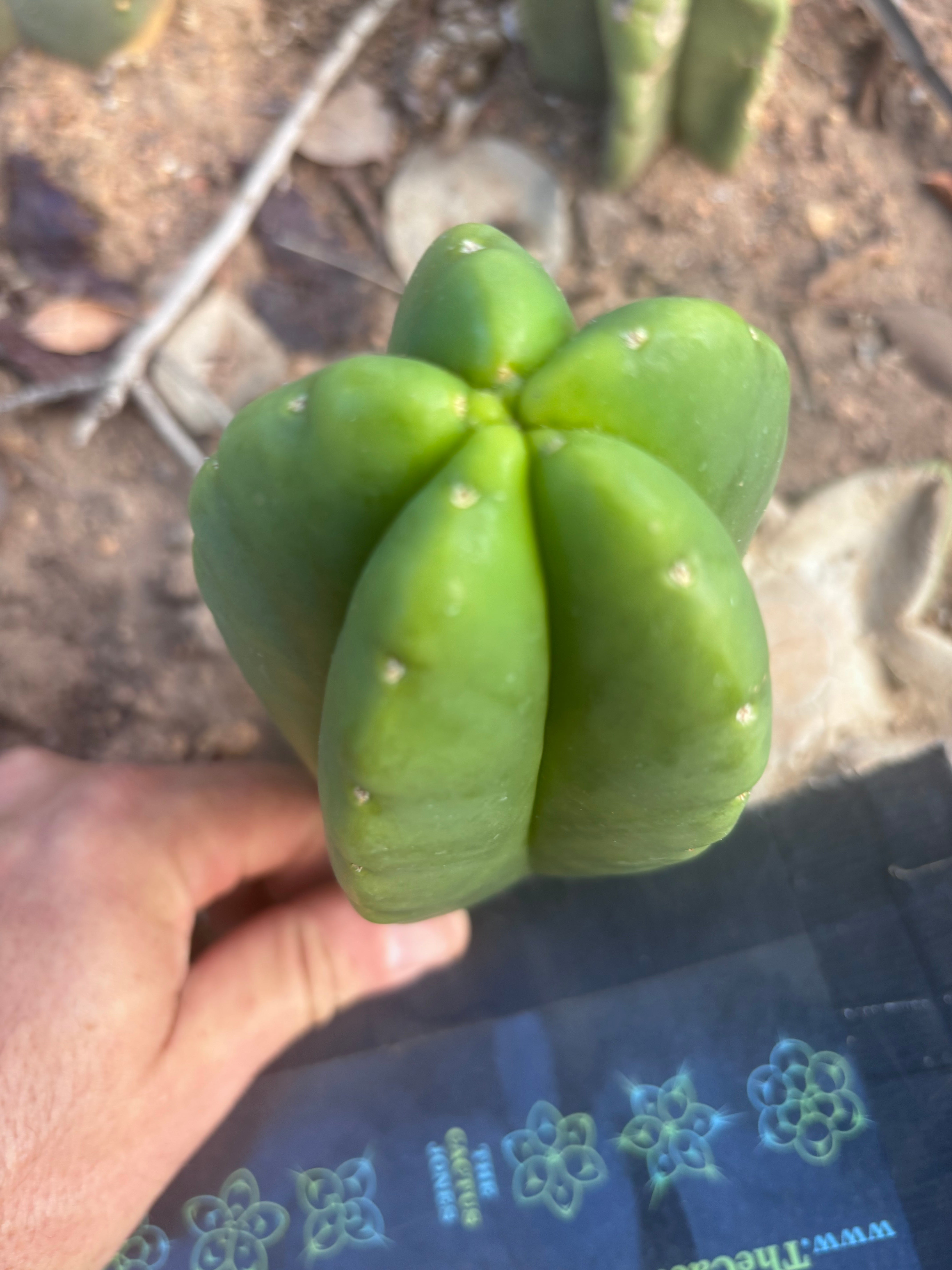 💎👑💎🌶️ Ferah! — 6” Grenade Pup
