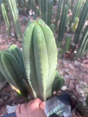 👑🌶️ Scop A — XL 14” Tip