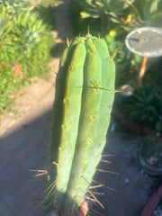 👑💎🌶️🌶️ Eileen — 15” Mega Tip (One More)