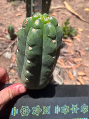 💎👑🌶️  Ichoca — 6” Pup