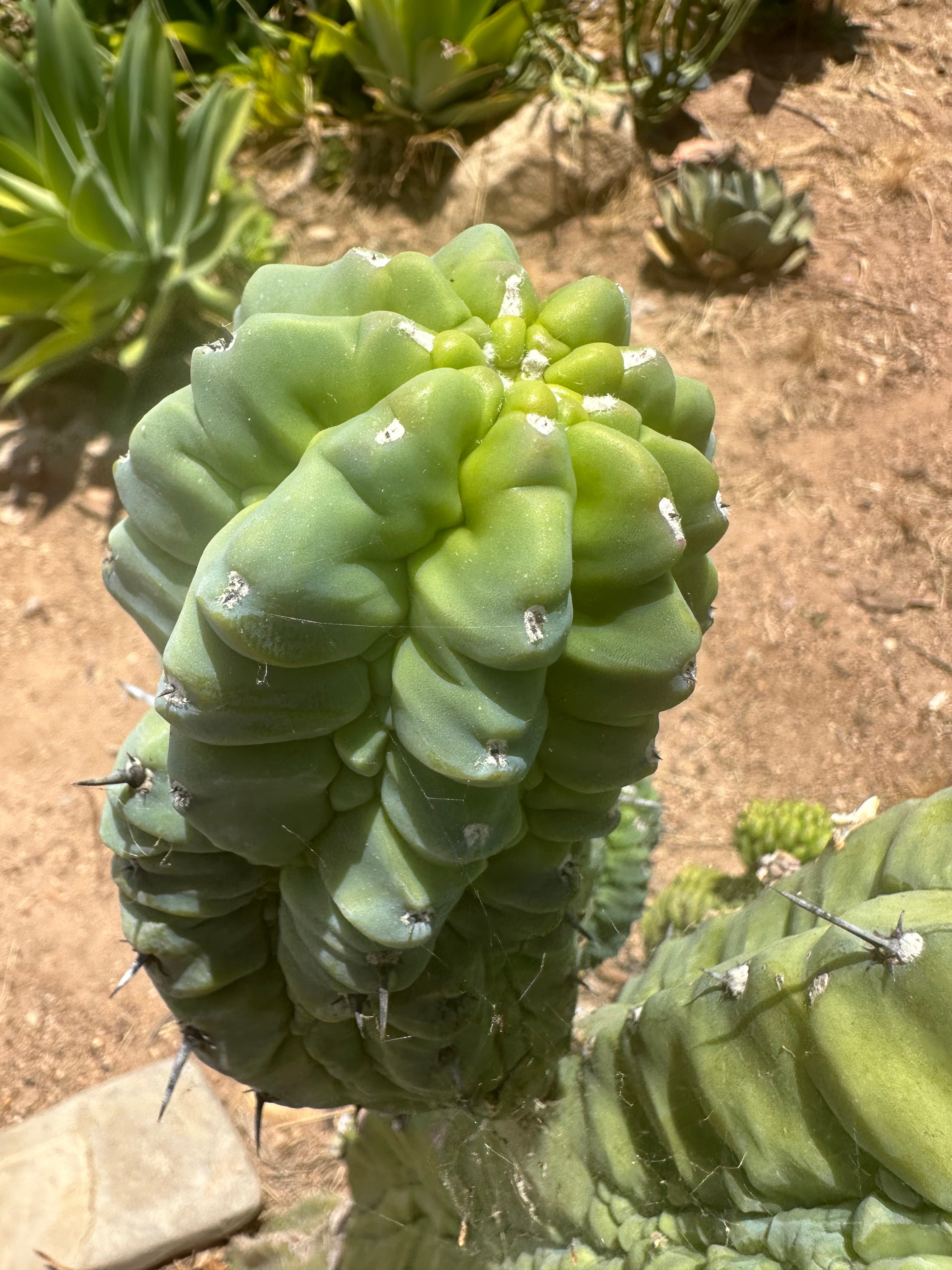 👑💎 Glorp — 6.5” Pup