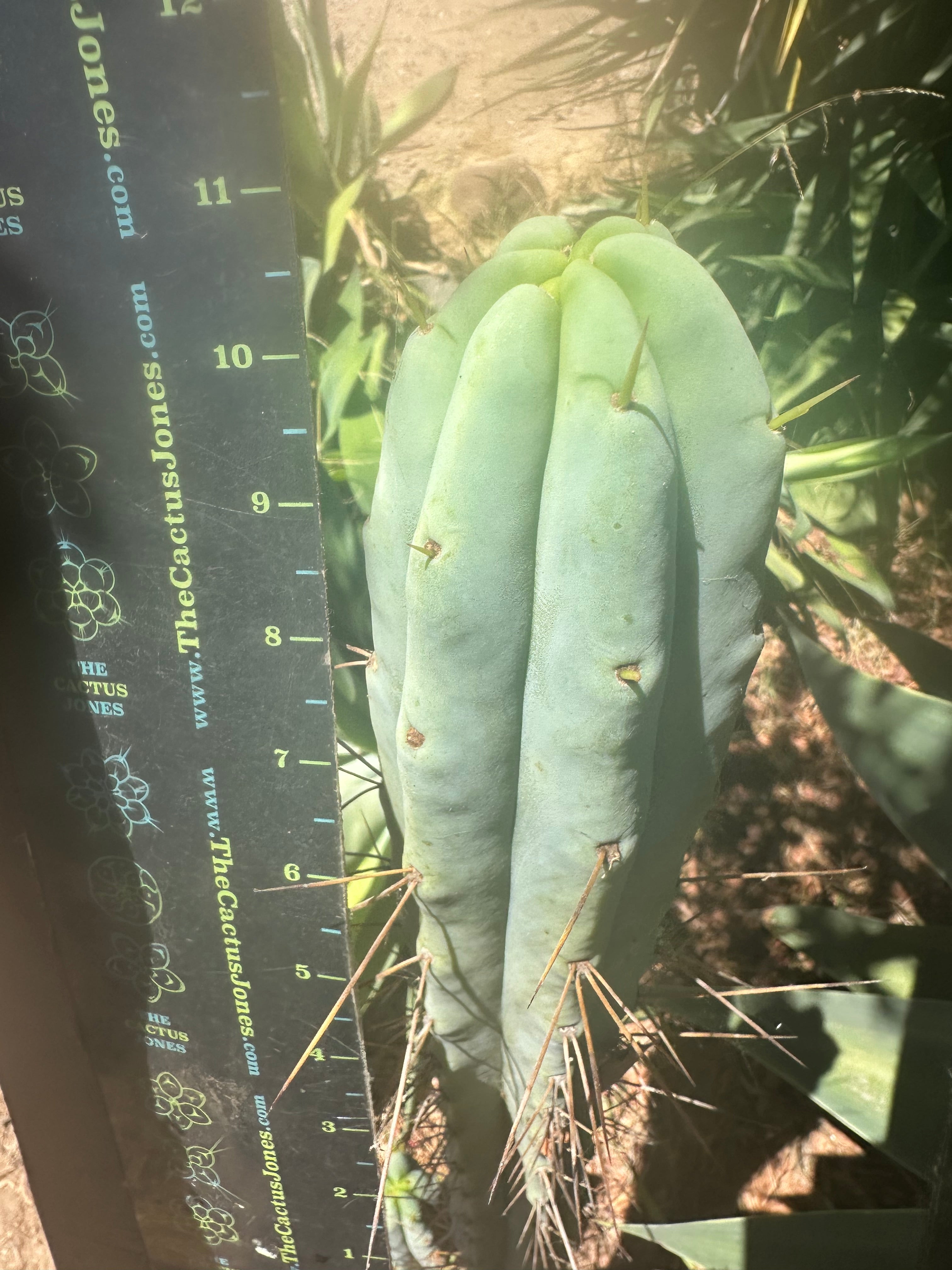 Custom Listing for A.Pogzeba