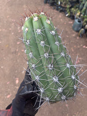 💎⚔️ Taquimbalensis — FAT 10” Pup