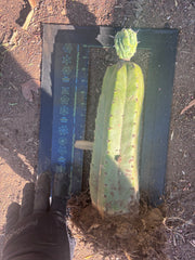 👑💎 Grecas — Established Tip Graft on Beefy Rooted PC