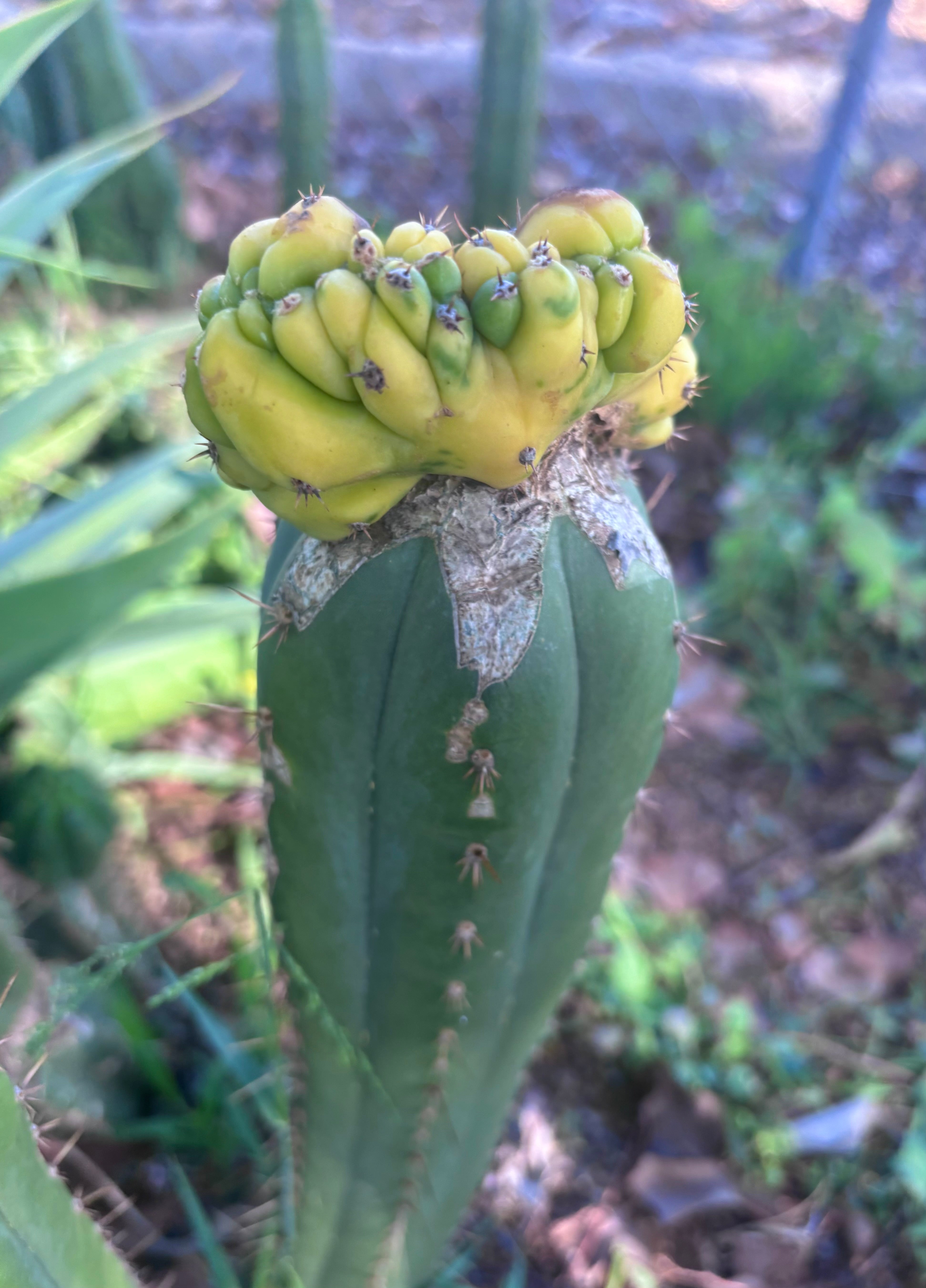 💎👑 Dr. Funkenstein — Crested Graft on LER