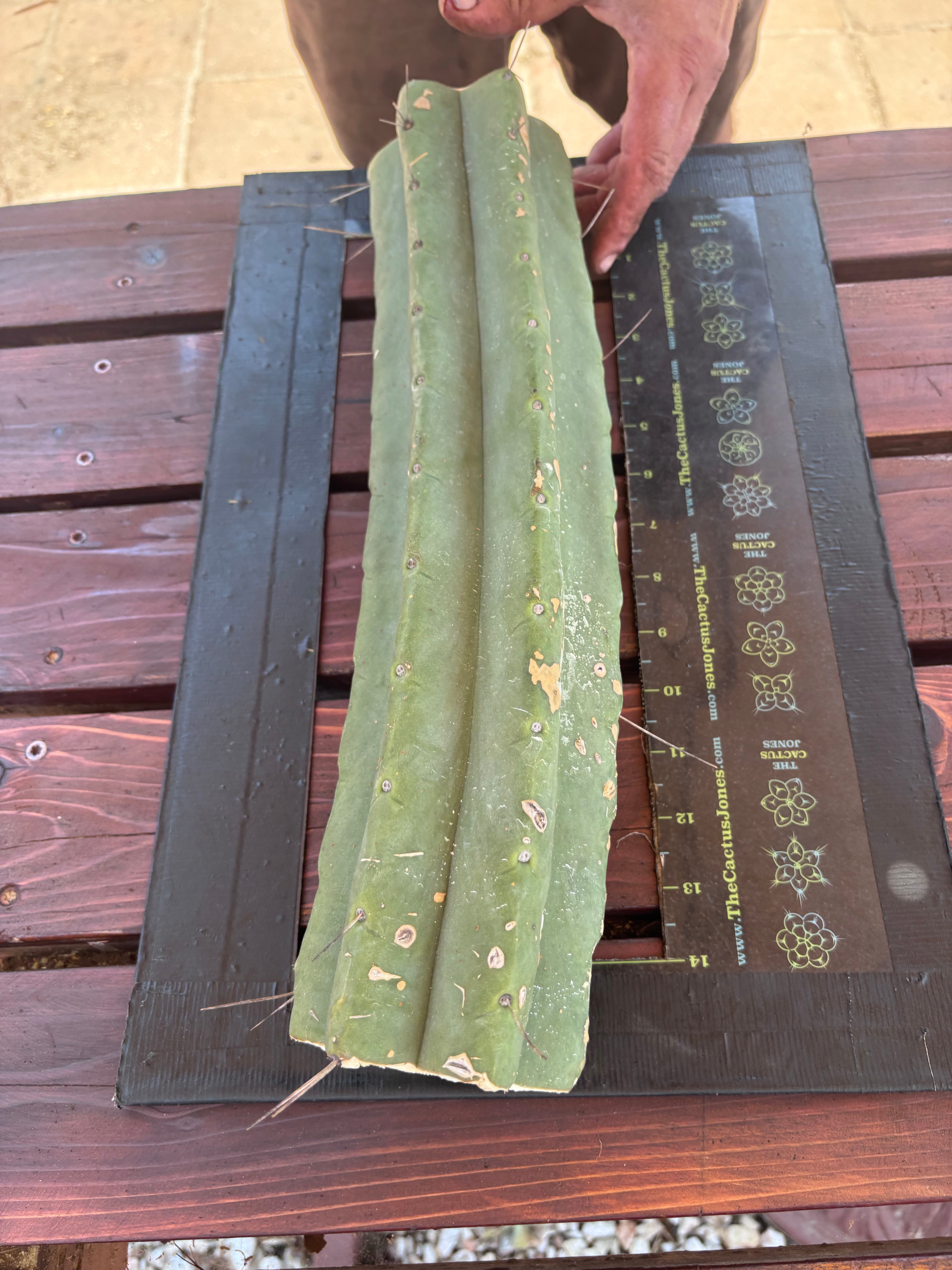 👑🌶️🌶️ Eileen — Massive 16” Mid