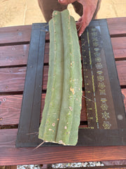 👑🌶️🌶️ Eileen — Massive 16” Mid