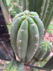 Fields x Yowie  — 10” Tips