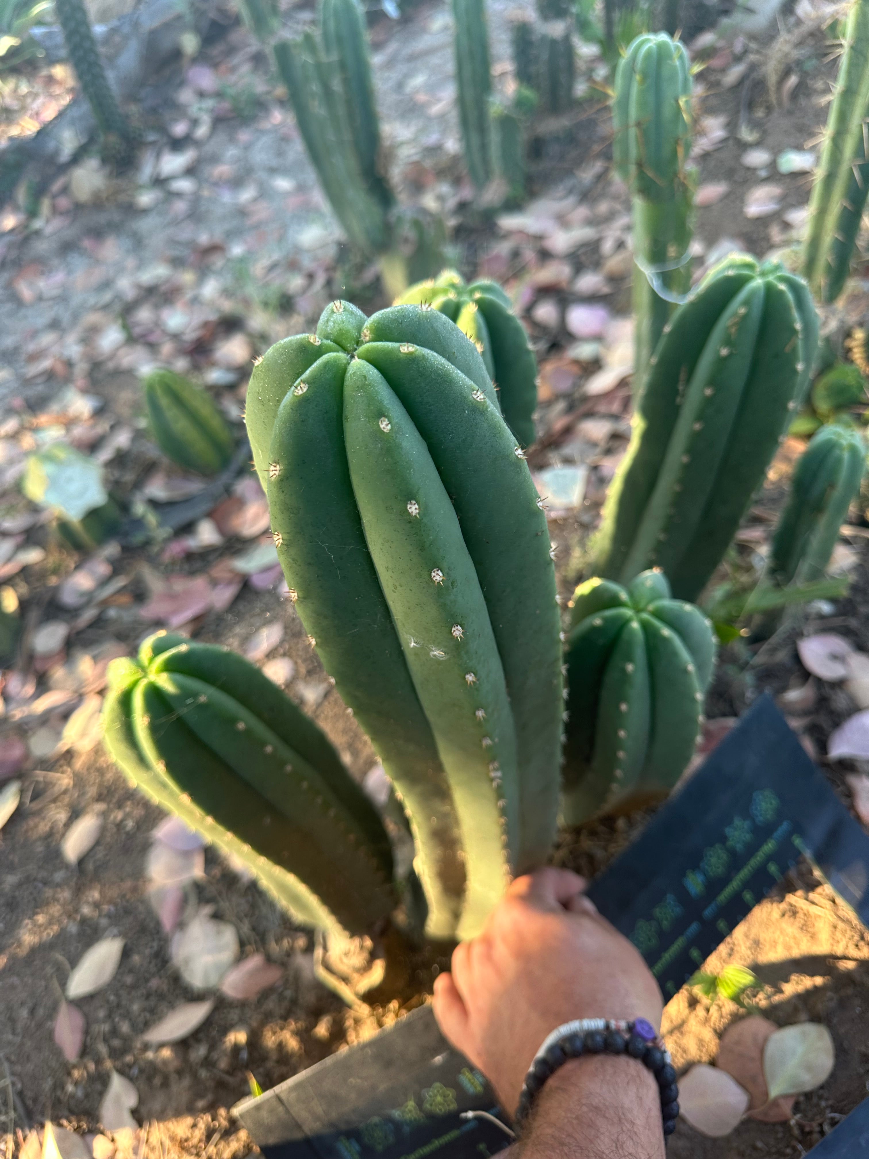 Super Pedro x Scop A  — Chonky 10” Tips