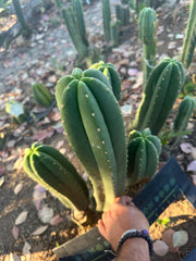 Super Pedro x Scop A  — Chonky 10” Tips