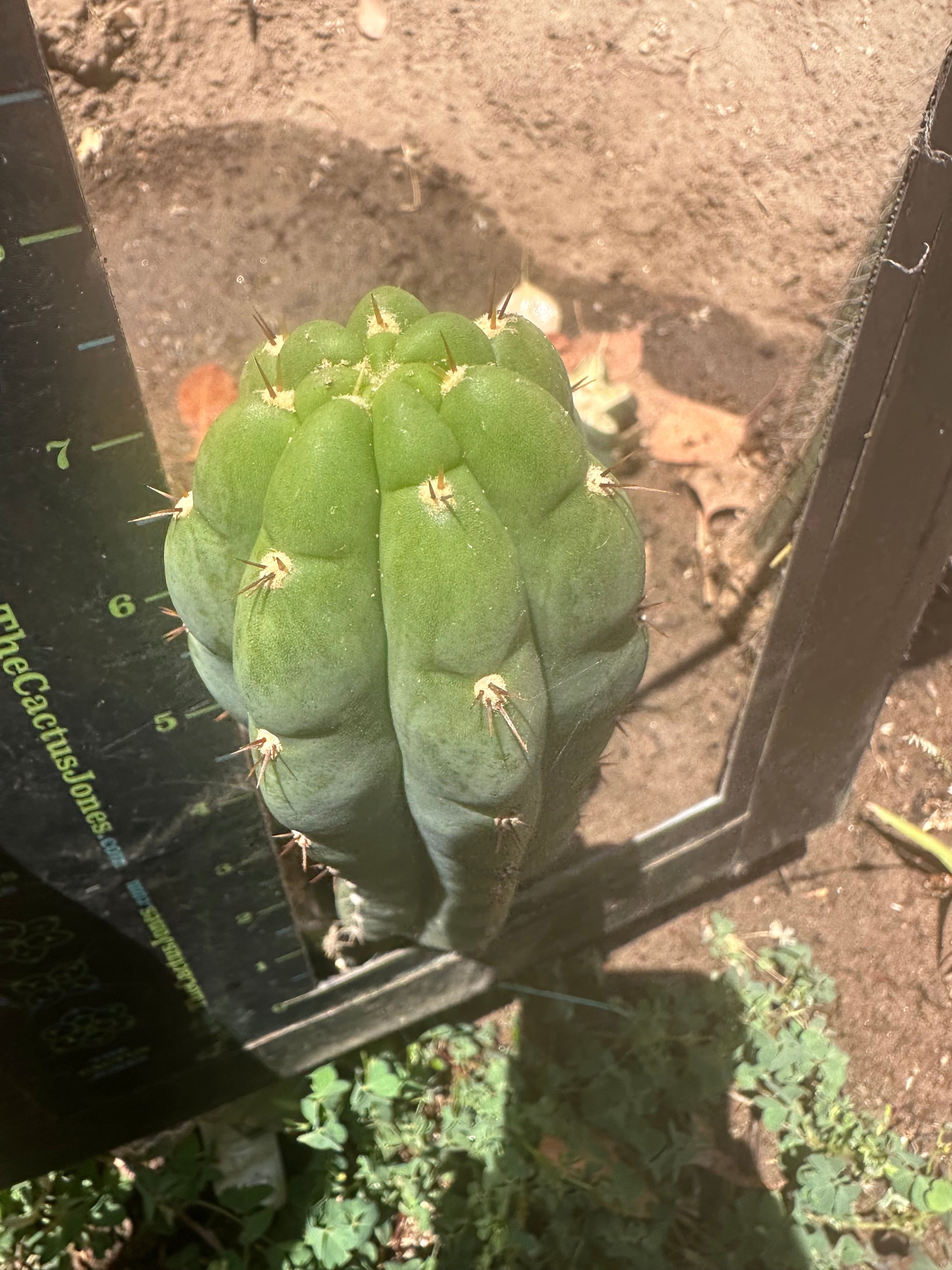 👑🌶️ Blue Ecuador— 8” Pup