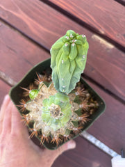 👑💎 Grecas — Butt Graft with Pup