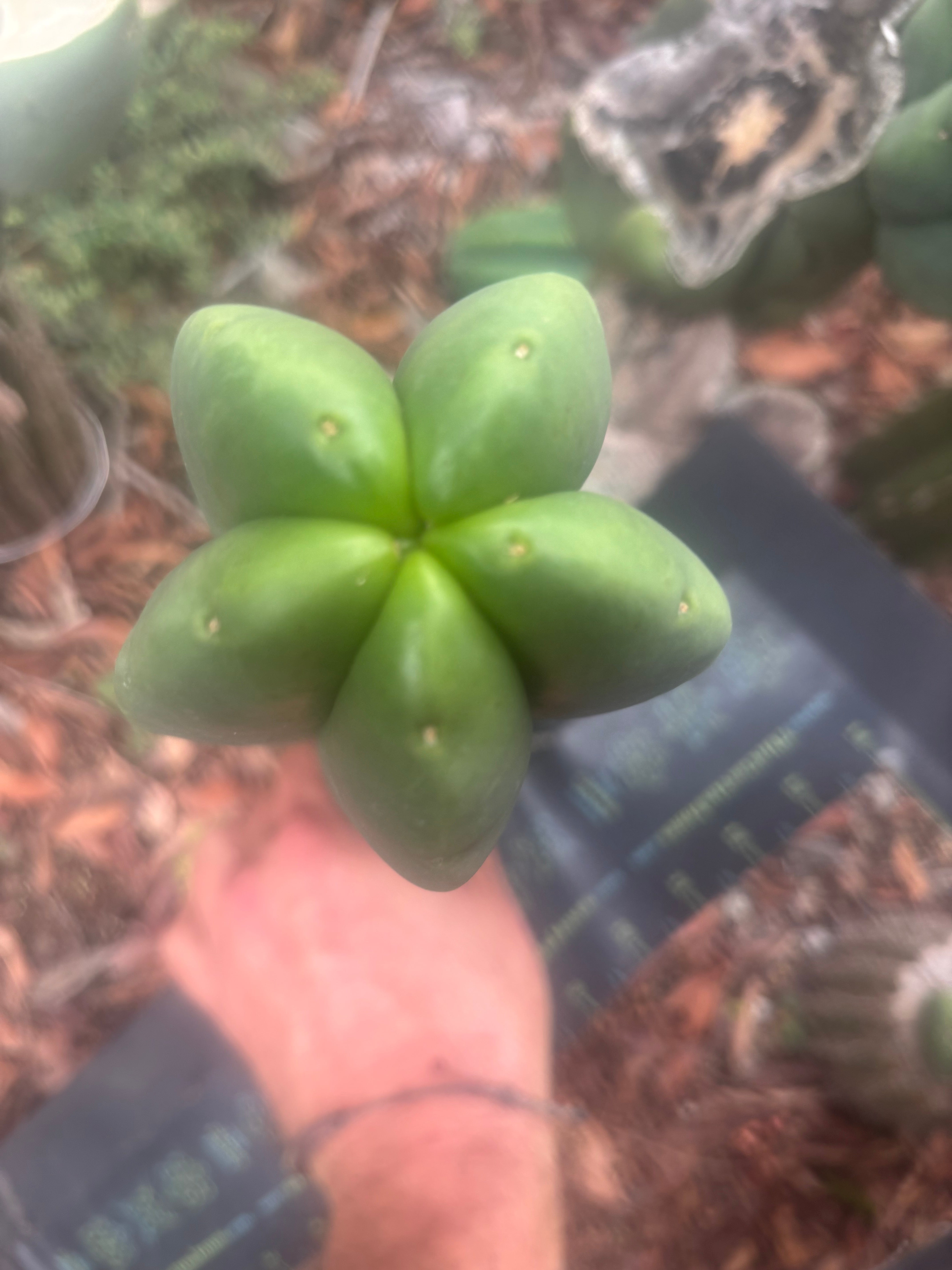 💎👑🌶️ Ferah — Plump 10” Pup