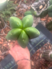 💎👑🌶️ Ferah — Plump 10” Pup