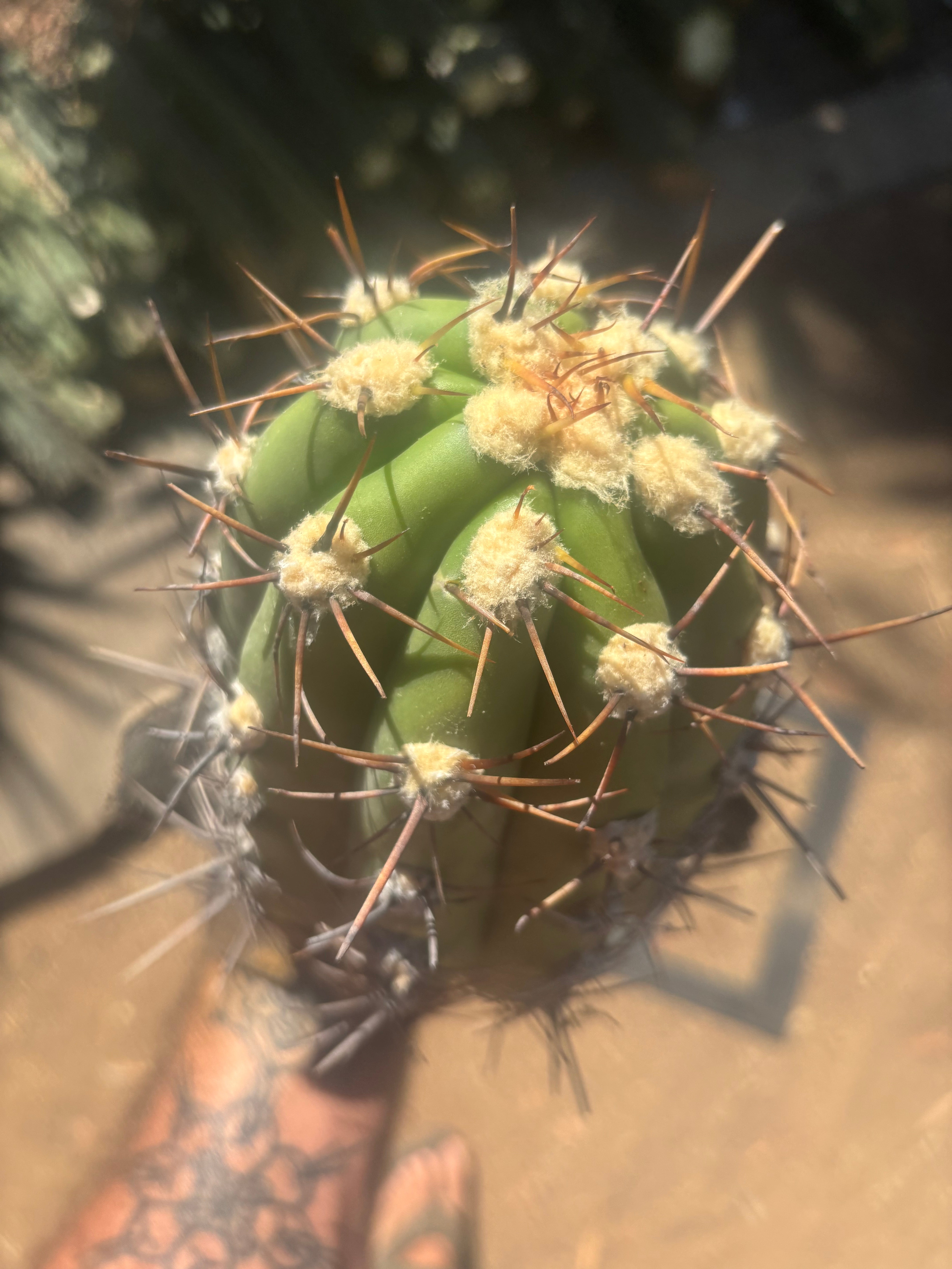 💎⚔️ Taquimbalensis — 8” Spike Melon