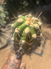 💎⚔️ Taquimbalensis — 8” Spike Melon