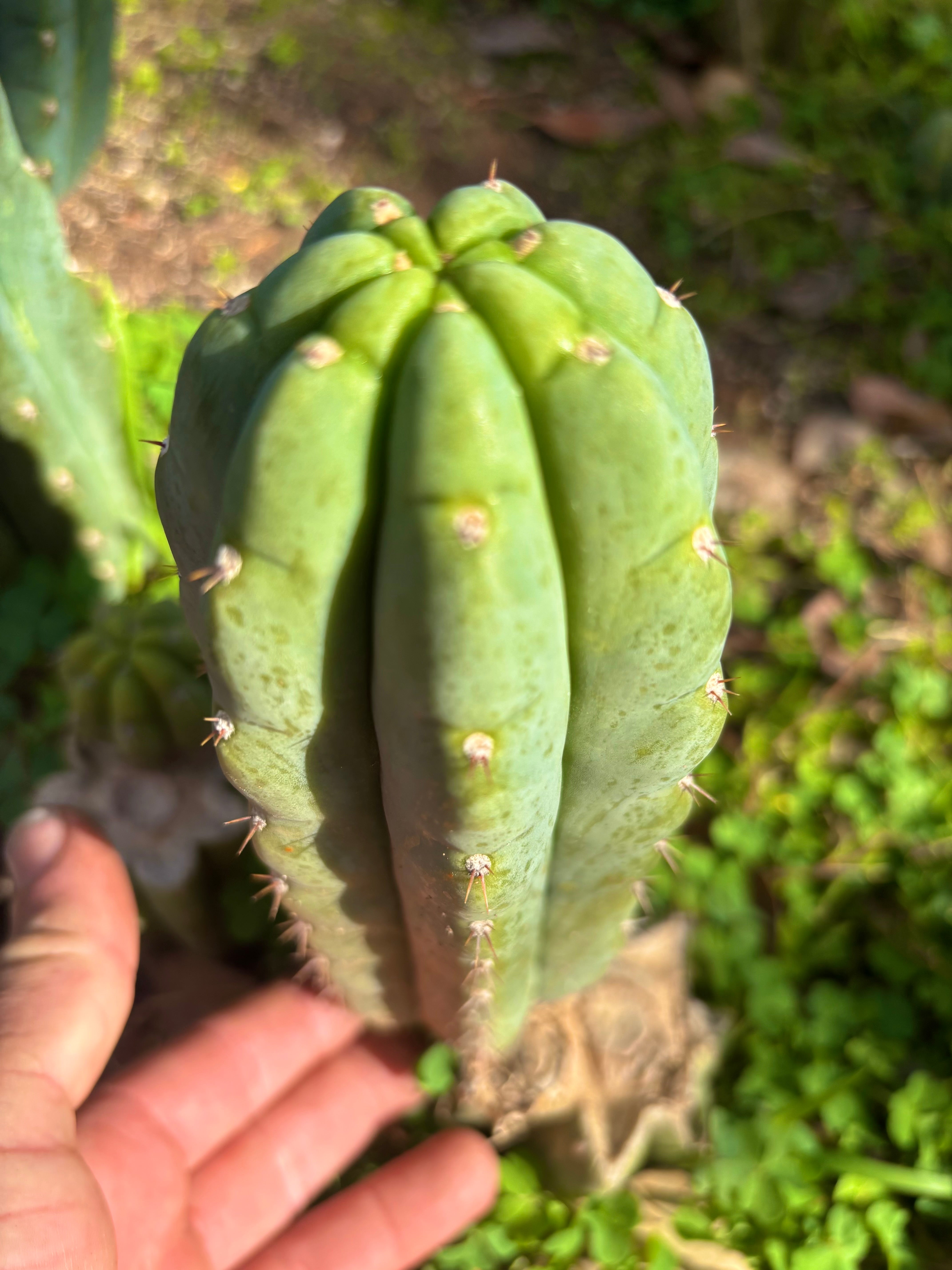 👑🌶️ Blue Ecuador — Chonky 9” Pup
