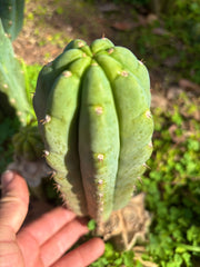 👑🌶️ Blue Ecuador — Chonky 9” Pup