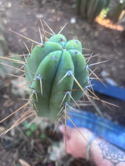 👑🌶️ Piano Man — XL 15” Pup